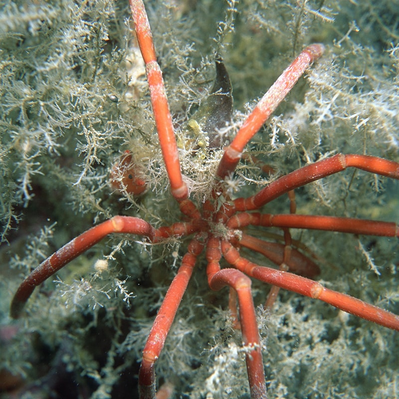 <p>A sea spider only found in the icy waters of Antarctica (Credit: Simon Brockington/Shutterstock)</p>